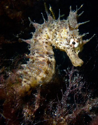 Stumbled upon this old shot of a short headed seahorse

... by Cal Mero 
